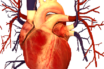 Cardiovascular Information System Market